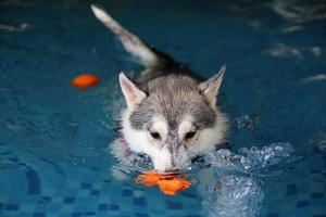 husky siberiano persiguiendo juguetes y haciendo salpicaduras de agua en la piscina. perro nadando perro jugando con juguete. foto