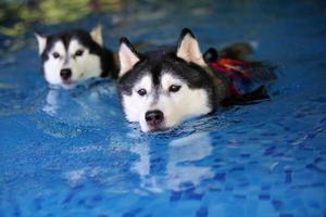 Both of Siberian huskies wearing life jacket and swimming together in the pool. Dogs swimming. photo