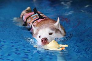 Siberian husky holding toy in mouth and swimming in the pool. Dog swimming. Dog playing with toy. photo