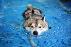 Siberian husky wearing life jacket and swimming in the pool. Dog swimming. photo