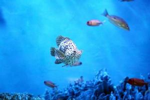 Humpback or panther grouper in coral reef. photo