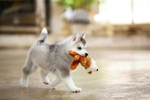 cachorro husky siberiano jugando con muñeca. cachorro esponjoso con juguete en la boca. foto