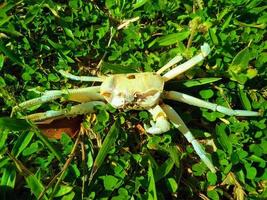 the carcass of a white crab on the green grass photo