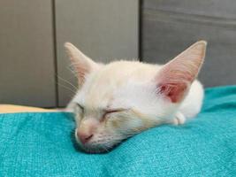 Face little white cat sleep rest on bed photo