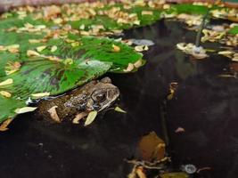 The toad was immersed in a pond with lotus leaves. photo