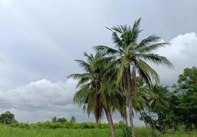 coconut tree view, sky background photo