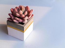 Modern cubic concrete planter with pink succulent plant. Painted concrete pot for home decoration photo