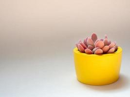 Beautiful pink succulent plant in yellow round concrete planter. Painted concrete pot for home decoration photo