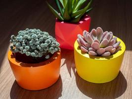 Beautiful various geometric concrete planters with cactus, flower and succulent plant. Colorful painted concrete pots for home decoration photo