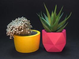 Beautiful various geometric concrete planters with cactus, flower and succulent plant. Colorful painted concrete pots for home decoration photo