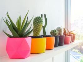 Beautiful various geometric concrete planters with cactus, flower and succulent plant. Colorful painted concrete pots for home decoration photo