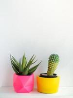 Beautiful round concrete planters with cactus plant. Colorful painted concrete pots for home decoration photo