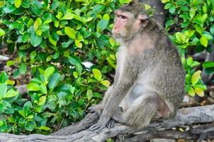 macaco de cola larga sentado en la rama de un árbol foto