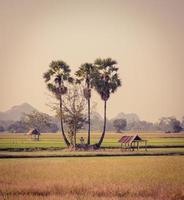 Sugar palm trees and hut on the paddy field in Thailand photo