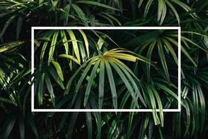 Forest green abstract texture with white frame, natural background, tropical leaves photo