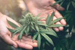 Scientists' hands in hemp field examine plants and flowers. Cannabis alternative herbal medicine concept photo