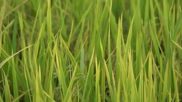 Yellow paddy leaves waving by wind video