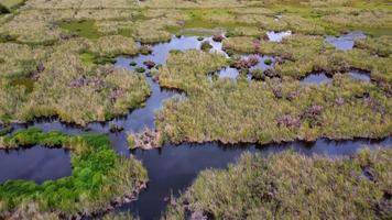 Aerial view marsh wetland plants video