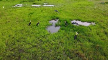 Lesser adjutant Leptoptilos javanicus large wading stork bird fly away video