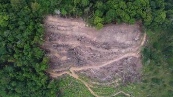 rotation aérienne et regarder vers le bas les arbres coupés et dégagés pour la plantation video