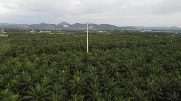 elektrische mast in oliepalm video