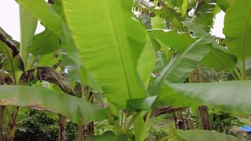 plantação de bananeiras cresce na colina. video