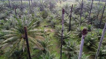 Aerial fly over dead bare oil palm tree video