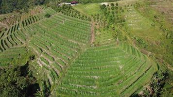 Aerial view green plantation at hill slope video