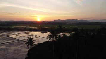 Aerial silhouette coconut palm tree near water season paddy field