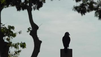 Silhouette crow stand with background video
