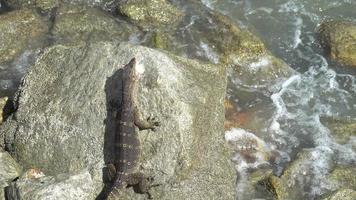 el lagarto monitor muerde la carne en la roca. video