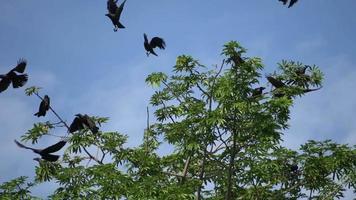 Slow motion flock of crows fly video