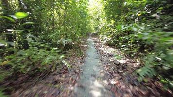 pov-modus rit op de cementweg met droge bladeren in de jungle video