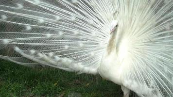 White peafowl pavo cristatus expand the tail video