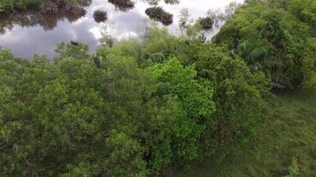 Aerial view lesser adjutant birds rest at tree video