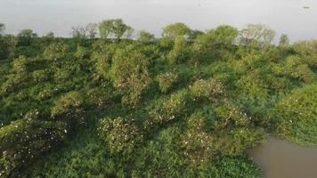 luchtfoto naar beneden kijken leefgebied zilverreiger vogels video