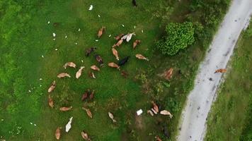 Aerial look down view egrets bird fly at top group of cows video