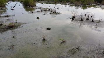 flytta över torra mangroveträd reflektion av himlen video