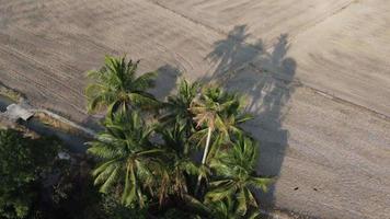 sombra de coco en suelo seco video
