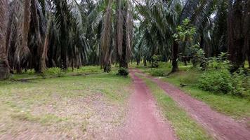 POV move at the red soil road in the oil palm video