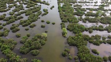 olhar aéreo para baixo do pântano no pantanal video