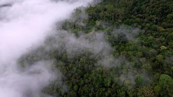 vue aérienne forêt et nuage brumeux du matin video