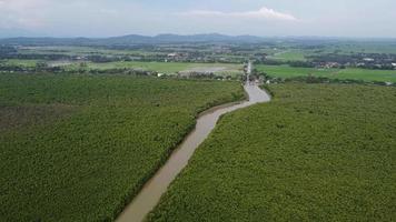 vue aérienne de la forêt de mangrove verte video