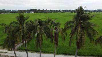 Coconut in row toward paddy field video