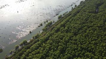 Drone view dead and alive mangrove tree live at coastal video