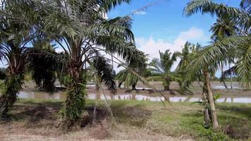 deslizando sobre palmeiras de óleo ao vivo em área rural de campo aberto video