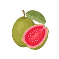 Vector illustration, Tropical fruit Guava, whole fruit and halved, isolated on white.