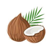 Vector illustration, Fresh coconut and leaves, Whole and half coconut, isolated on white background, delicious vitamin nutrition.