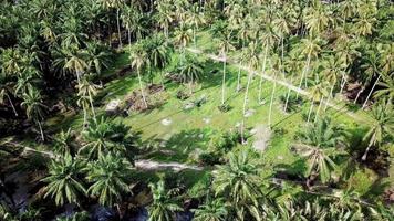 plantação de coco em dia quente e ensolarado na malásia, sudeste asiático. video