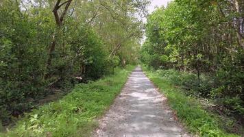 POV riding on rural road in mangrove forest video